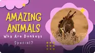 Amazing Animals: Why are Donkeys Special?