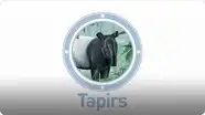 Amazing Animals: Tapirs