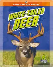 White-Tailed Deer