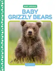 Baby Grizzly Bears