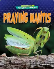 Praying Mantis