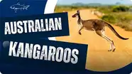 Why Are Kangaroos Special?