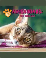 Abyssinians: The Busy Cat