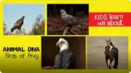 Animal DNA - Birds of Prey