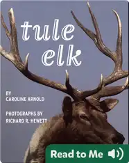 Tule Elk