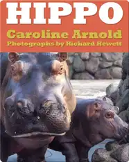 Hippo