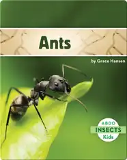 Ants