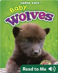 Super Cute! Baby Wolves