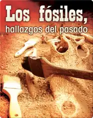 Los fósiles, hallazgos del pasado