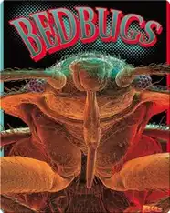 Bedbugs