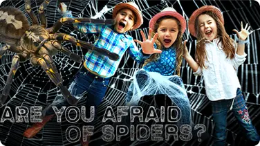 SPIDERS: Facts about Spiders - Orb Weaver Spider | Are you Afraid of Spiders? book