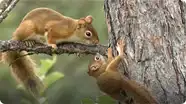 Squirrels