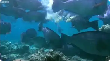 Feeding humphead parrotfish - Blue Planet: A Natural History of the Oceans book