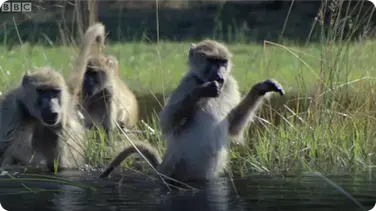Monkeys Wading Through Water - BBC Planet Earth book