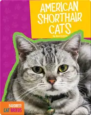 American Shorthair Cats