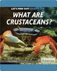 What Are Crustaceans?
