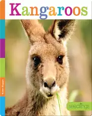 Kangaroos