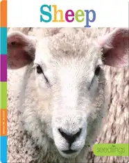Sheep
