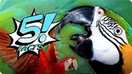 5 Facts About PARROTS That You Can Repeat | 5 FACTS