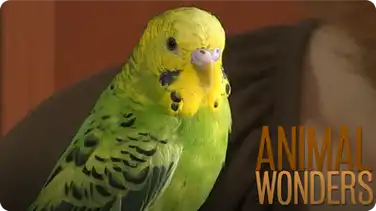 Budgies! What, Where, How book