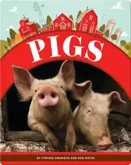 Pigs