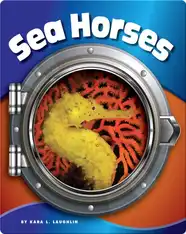 Sea Horses
