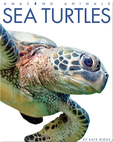 Sea Turtles book
