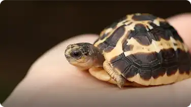 Illegal Pet Trade: Help Stop Wildlife Trafficking book