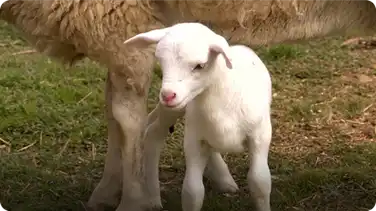A New Lamb in the Family | Farm Raised With P. Allen Smith book