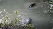 Gabby Wild and the American Crocodiles