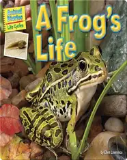 A Frog's Life