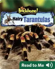 Hairy Tarantulas