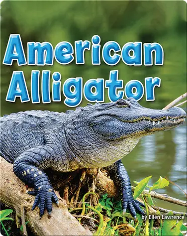 American Alligator book