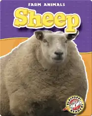 Sheep