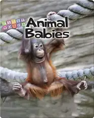 Animal Babies