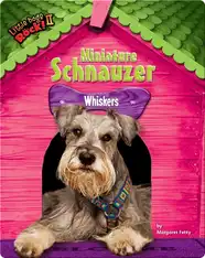 Miniature Schnauzer: Whiskers