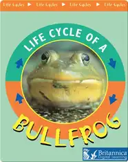Life Cycle of A Bullfrog