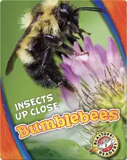 Bumblebees
