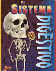 El Sistema Digestivo