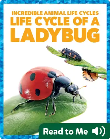 Life Cycle of a Ladybug book