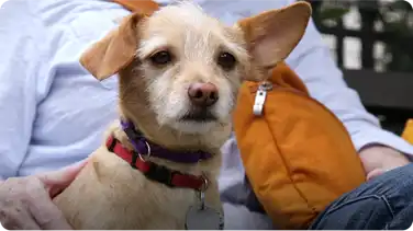 Why Little Dogs Yap More Than Big Dogs book