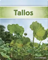 Tallos