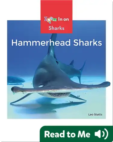 Hammerhead Sharks book