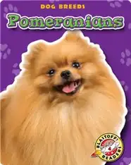 Pomeranians: Dog Breeds