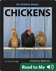 My Favorite Animal: Chickens