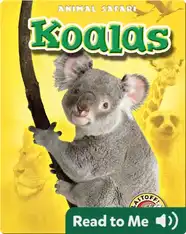 Koalas: Animal Safari