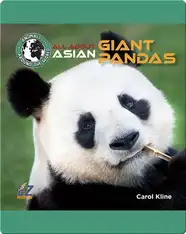 All About Asian Giant Pandas