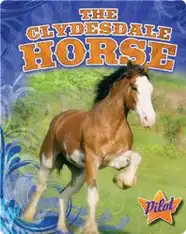 The Clydesdale Horse