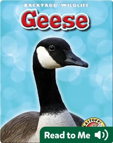 Geese: Backyard Wildlife book