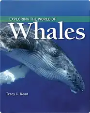 Exploring the World of Whales